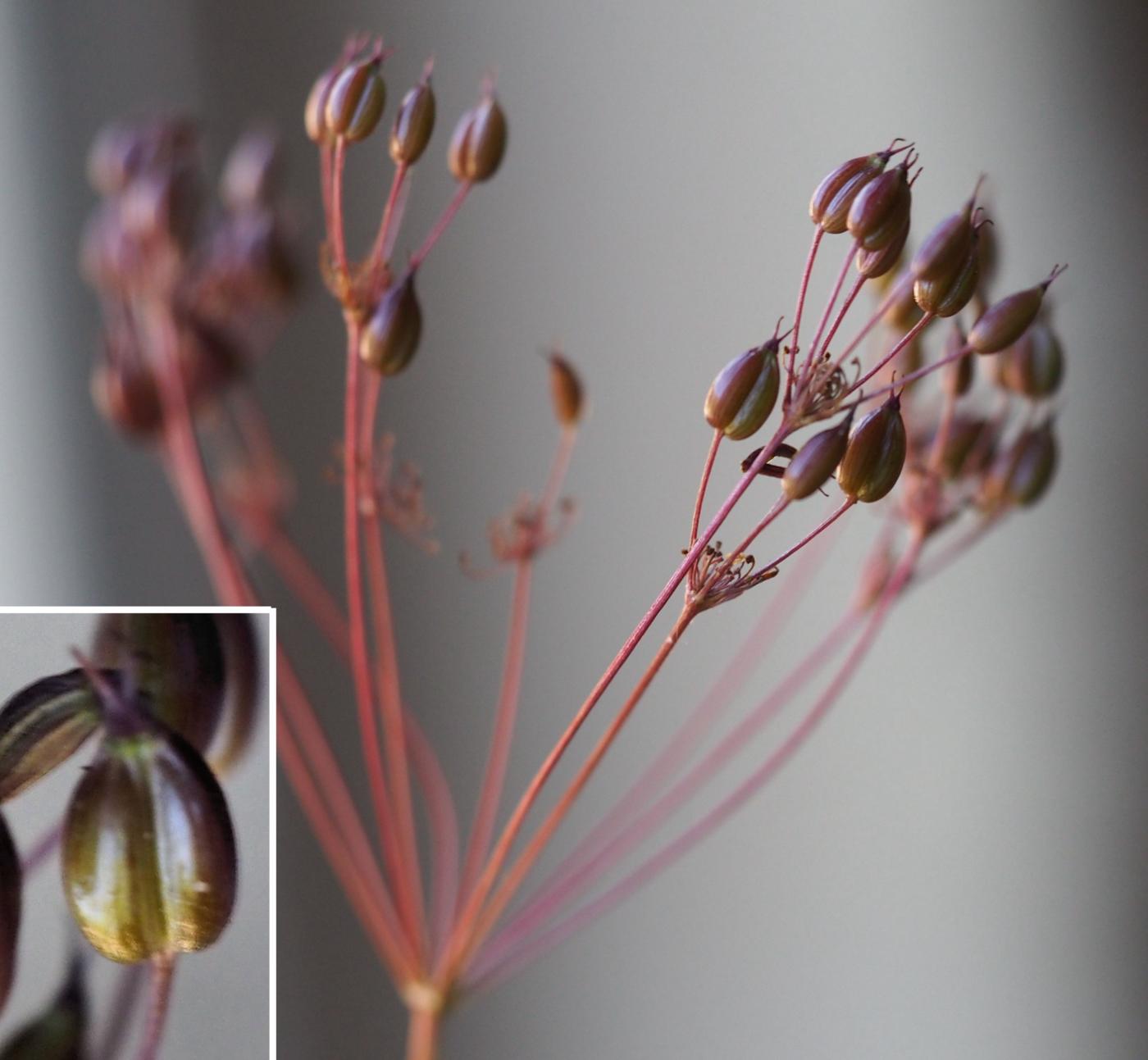 Caraway, Whorled fruit